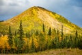 Golden fall scenic view of Denali national park at sunset Royalty Free Stock Photo