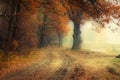 Golden Fall season forest Royalty Free Stock Photo