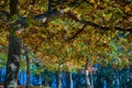 Golden Fall season forest. Autumn Fall Leaves. Royalty Free Stock Photo