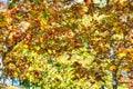 Golden Fall season forest. Autumn Fall Leaves. Royalty Free Stock Photo