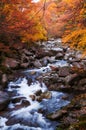 Golden Fall season forest Royalty Free Stock Photo