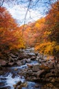 Golden Fall season forest Royalty Free Stock Photo