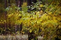 Golden Fall season forest. yellow autumn tree in a forest Royalty Free Stock Photo