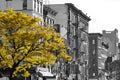 Golden fall tree in black and white NYC street scene Royalty Free Stock Photo