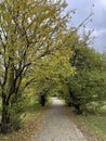 Golden fall colorful trees pathway. Autumn yellow leaves woods Royalty Free Stock Photo