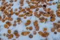 Golden fallen aspen leaves in snow