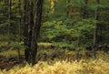 Golden Ferns