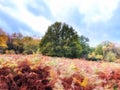 Golden Ferns on ancient heathland