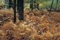 Golden Ferns