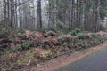 Golden ferns and evergreen shrubs along forest path