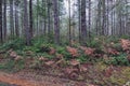 Golden ferns and evergreen shrubs along forest path Royalty Free Stock Photo