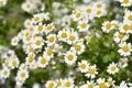 Golden Feverfew