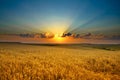 Golden field Royalty Free Stock Photo