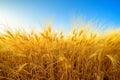 Golden field of barley against blue sky Royalty Free Stock Photo