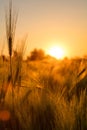 Barley Farm Field at Golden Sunset or Sunrise Royalty Free Stock Photo