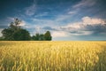 Golden Field and Beautiful Sky Royalty Free Stock Photo