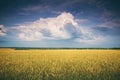 Golden Field and Beautiful Sky Royalty Free Stock Photo