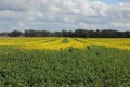 Golden field of canola, crop farming Royalty Free Stock Photo