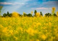 Golden field of flowering rapeseed with beautiful clouds on sky Royalty Free Stock Photo