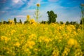 Golden field of flowering rapeseed with beautiful clouds on sky Royalty Free Stock Photo