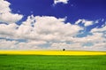 Golden field of flowering rapeseed with beautiful clouds on sky with wonderful green field and small tree on horizon - brassica Royalty Free Stock Photo