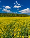 Cultivated canola rapeseed field with beautiful yellow flowers and green edge of forest Royalty Free Stock Photo
