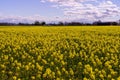 Golden field of flowering rapeseed with beautiful cloudy sky Royalty Free Stock Photo