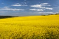 Golden field of flowering rapeseed ( brassica napus) with beautiful clouds on sky Royalty Free Stock Photo