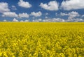 Golden field of flowering rapeseed ( brassica napus) with beautiful clouds on sky Royalty Free Stock Photo