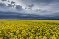 Golden field of flowering rapeseed ( brassica napus) with dark clouds on sky, Royalty Free Stock Photo