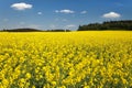 Golden field of flowering rapeseed, canola or colza Royalty Free Stock Photo