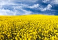 Golden field of flowering rapeseed, canola or colza Royalty Free Stock Photo