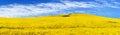 Golden field of flowering rapeseed, canola or colza Royalty Free Stock Photo