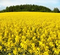 Golden field of flowering rapeseed, canola or colza Royalty Free Stock Photo