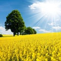 Golden field of flowering rapeseed, canola or colza