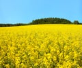 Golden field of flowering rapeseed, canola or colza Royalty Free Stock Photo