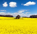 Golden field of flowering rapeseed, canola or colza Royalty Free Stock Photo