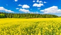 Golden field of flowering rapeseed canola landscape with beautiful clouds on sunny blue sky Royalty Free Stock Photo