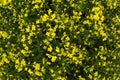 Golden field of flowering rapeseed close up,top view. Selective focus, defocus