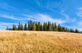 Golden field, forest and blue sky. Rogla, Slovenia.