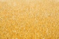 Golden field of mixed crops, natural background