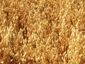 Golden field of oats, structure, Avena