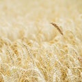 Golden field of ripe cereals. One high tall ripe full-grain cereal close-up on a hot summer afternoon against a yellow Royalty Free Stock Photo