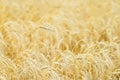 Golden field of ripe cereals. One high tall ripe full-grain cereal close-up on a hot summer afternoon against a yellow Royalty Free Stock Photo