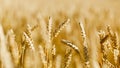 Golden field of ripened cereals, yellow wheat and rye. Harvest of bread Royalty Free Stock Photo