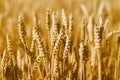 Golden field of ripened cereals, yellow wheat and rye. Harvest of bread Royalty Free Stock Photo