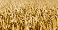 Golden field of ripened cereals, yellow wheat and rye. Harvest of bread Royalty Free Stock Photo