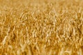 Golden field of ripened cereals, yellow wheat and rye. Harvest of bread Royalty Free Stock Photo