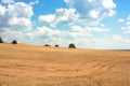 Golden field of a rye