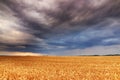 Golden field and storm clouds